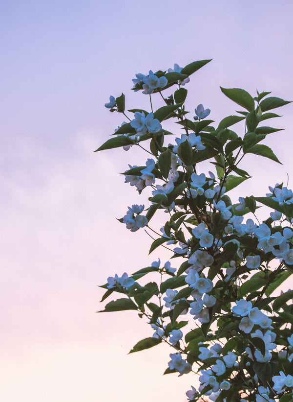 Natural Jasmine Flower Fragrance